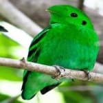 Sample 6 – Green broadbill
