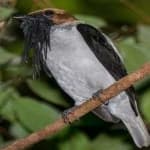 Sample 6 – Bearded bellbird