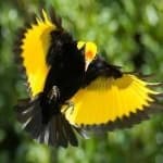 Sample 3 – Regent bowerbird