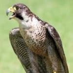 Sample 2 – Peregrine falcon