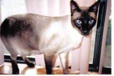 Sample 1 – Siamese