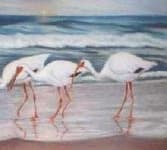 Sample 2 – Ibis
