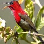 Sample 5 – Crimson sunbird