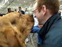 Sample 2 – Bloodhound