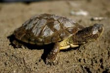 Sample 2 – Mud turtle