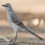 Sample 5 – Northern mockingbird