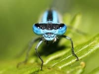 Sample 3 – Damselfly