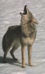 Sample 3 – Coyote