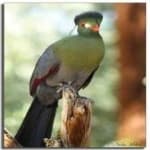 Sample 5 – White cheeked turaco