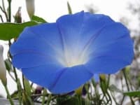 Sample 1 – Morning glory