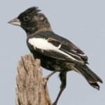 Sample 6 – Lark bunting