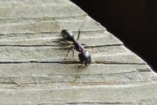 Sample 6 – Ant