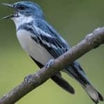 Sample 4 – Cerulean warbler