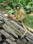 Sample 3 – Squirrel monkey