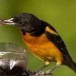 Sample 1 – Baltimore oriole