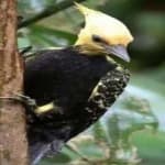 Sample 6 – Blonde crested woodpecker