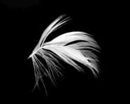 Sample 4 – Quill