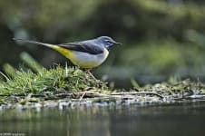 Sample 4 – Water ouzel