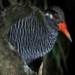 Okinawa rail image dataset preview