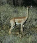 Sample 4 – Gerenuk