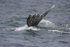 Sample 1 – Grey whale