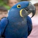 Sample 6 – Lears macaw