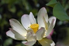 Sample 4 – Lotus