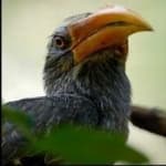 Sample 1 – Malabar hornbill