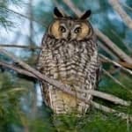 Sample 1 – Long eared owl
