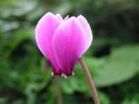 Sample 5 – Cyclamen