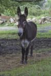 Sample 1 – Mule