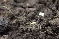 Sample 4 – Nematode
