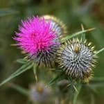 Sample 1 – Spear thistle