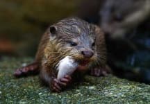 Sample 5 – Otter