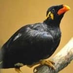 Sample 3 – Enggano myna