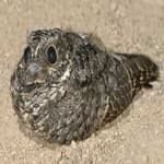 Sample 6 – Common poorwill