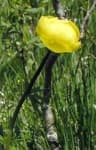 Sample 3 – Globe flower