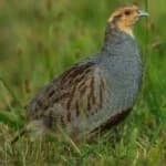 Sample 5 – Gray partridge