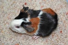 Sample 5 – Guinea pig