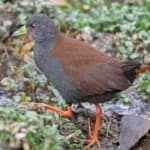 Sample 5 – Black tail crake
