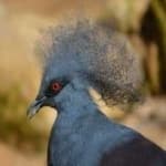 Sample 5 – Crowned pigeon