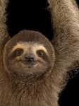 Sample 1 – Sloth