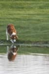 Sample 4 – Brittany spaniel