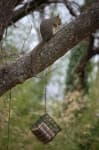 Sample 4 – Fox squirrel