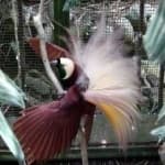 Sample 22 – Bird of paradise bird
