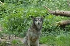 Sample 6 – Timber wolf