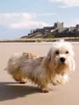 Sample 3 – Dandie dinmont