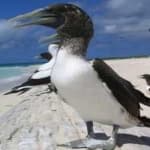 Sample 6 – Masked booby