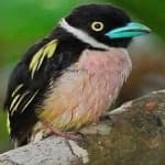 Sample 8 – Black yellow broadbill