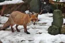 Sample 4 – Fox